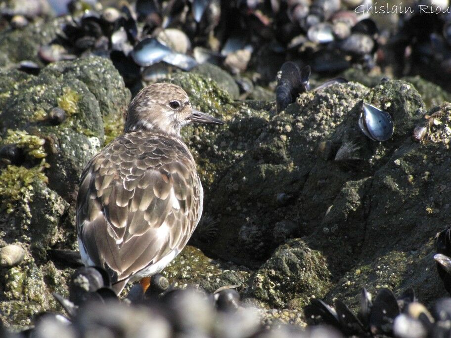 Ruddy Turnstone