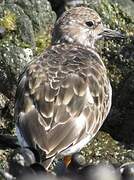 Ruddy Turnstone