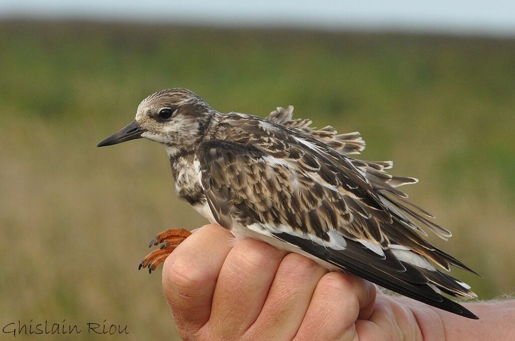 Ruddy Turnstone