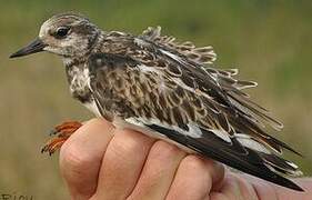 Ruddy Turnstone