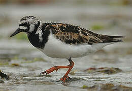 Ruddy Turnstone