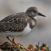 Ruddy Turnstone