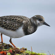 Ruddy Turnstone