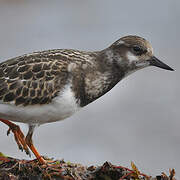 Ruddy Turnstone