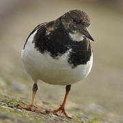 Ruddy Turnstone