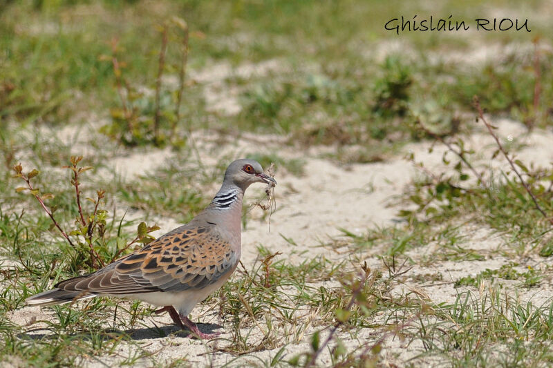 European Turtle Dove