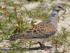 European Turtle Dove