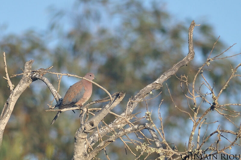 Laughing Dove