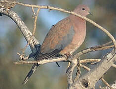 Laughing Dove