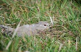 Eurasian Collared Dove