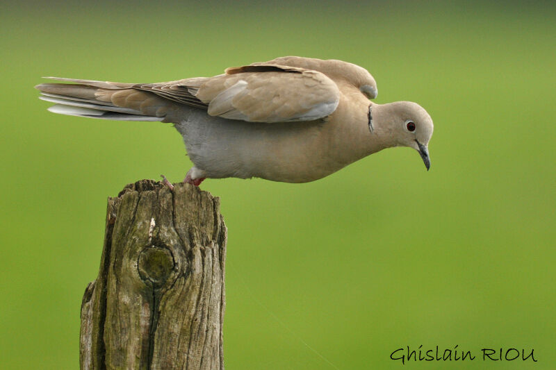 Eurasian Collared Dove