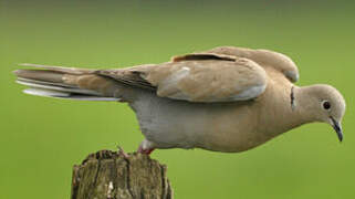 Eurasian Collared Dove