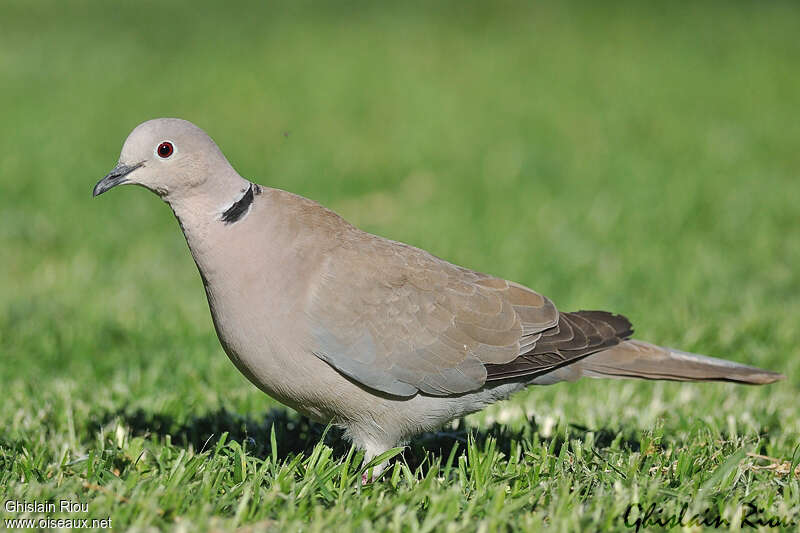 Eurasian Collared Doveadult, pigmentation