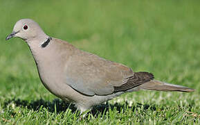 Eurasian Collared Dove