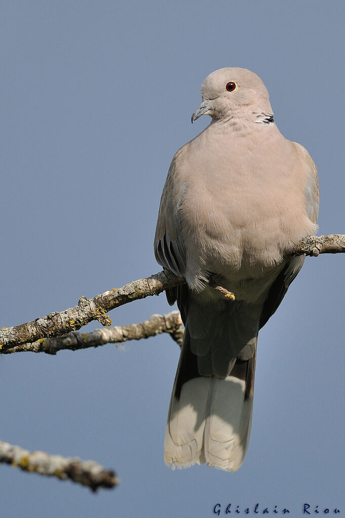 Eurasian Collared Dove