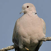 Eurasian Collared Dove