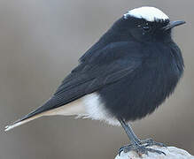 White-crowned Wheatear