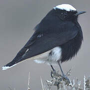 White-crowned Wheatear