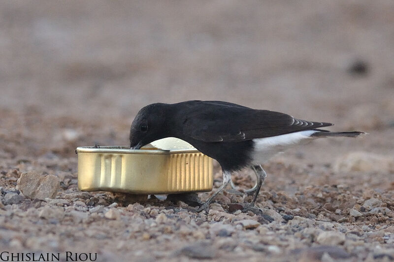 White-crowned WheatearSecond year