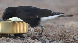 White-crowned Wheatear