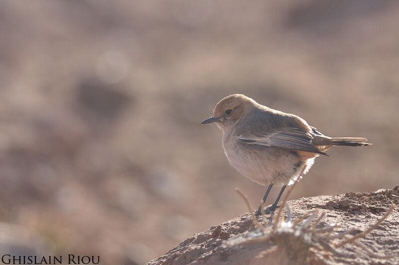 Red-rumped Wheatear