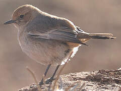 Red-rumped Wheatear