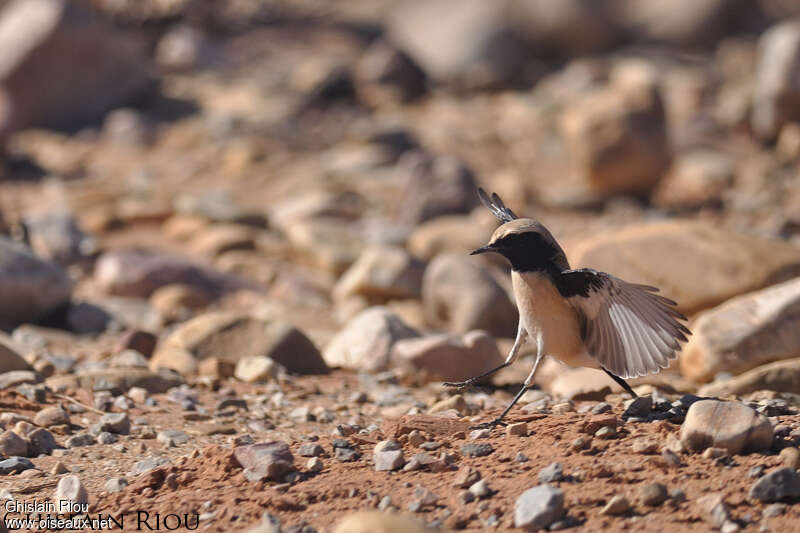 Desert Wheatear male adult breeding, pigmentation