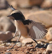 Desert Wheatear