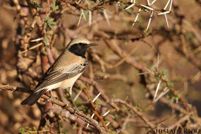 Desert Wheatear male