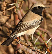 Desert Wheatear