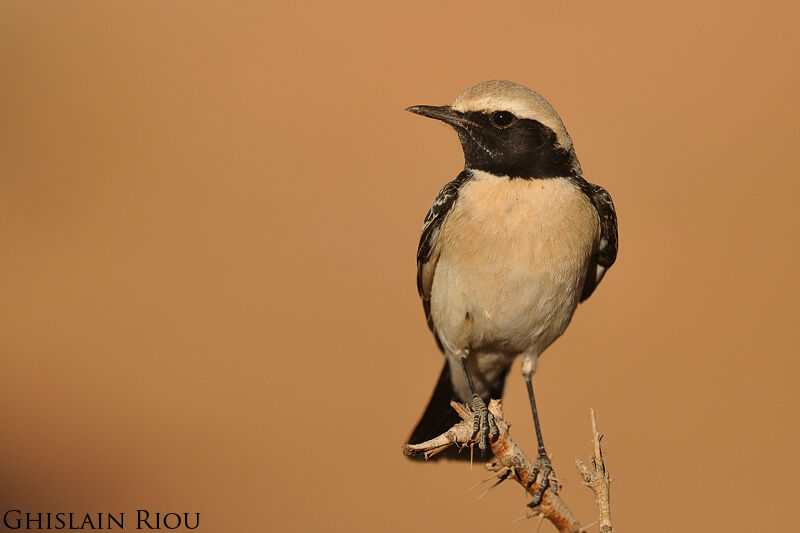 Desert Wheatear male