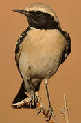 Desert Wheatear