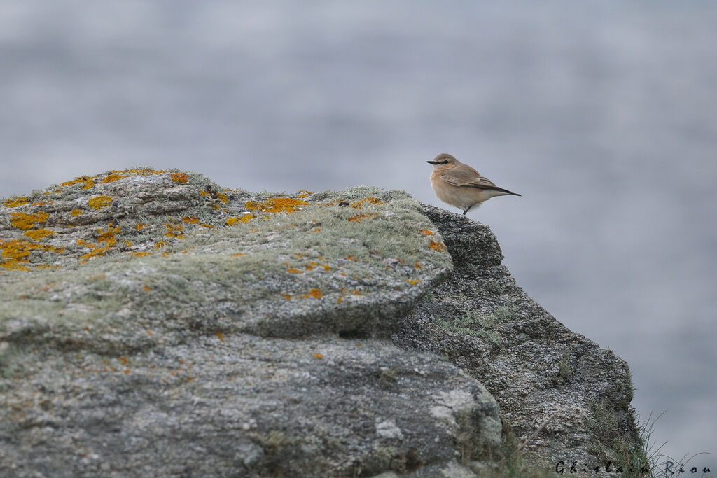 Isabelline WheatearFirst year