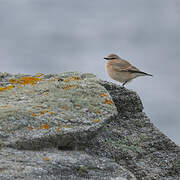 Isabelline Wheatear