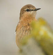 Isabelline Wheatear