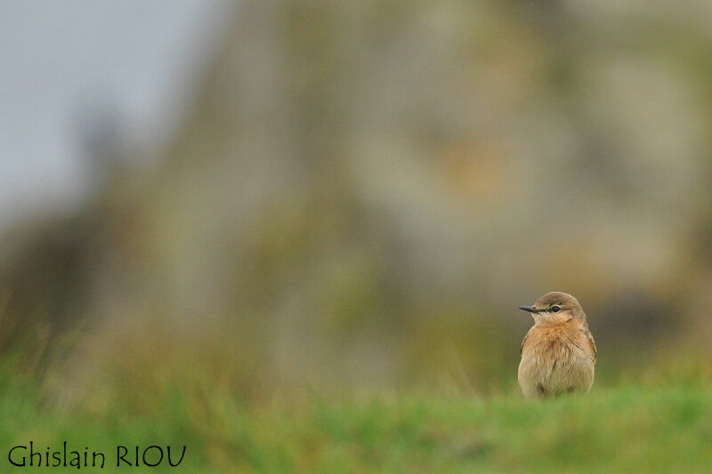 Isabelline Wheatear