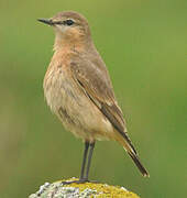 Isabelline Wheatear