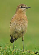 Isabelline Wheatear