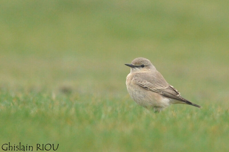 Isabelline Wheatear