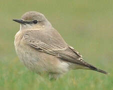 Isabelline Wheatear