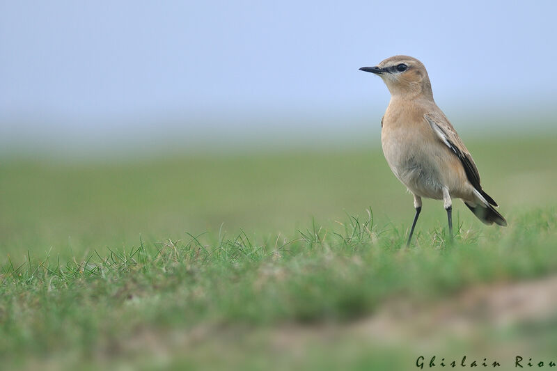 Isabelline WheatearFirst year
