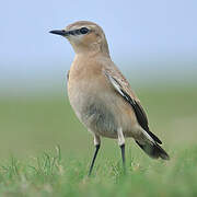 Isabelline Wheatear