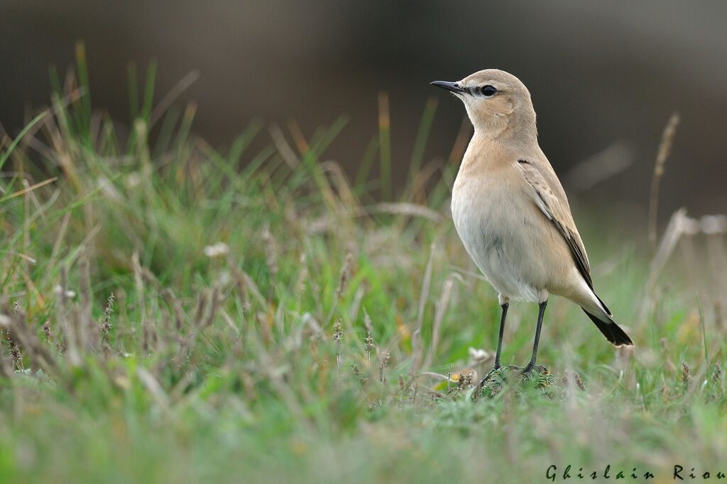 Isabelline WheatearFirst year