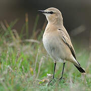 Isabelline Wheatear