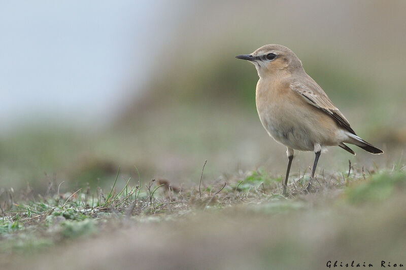 Isabelline WheatearFirst year