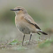 Isabelline Wheatear