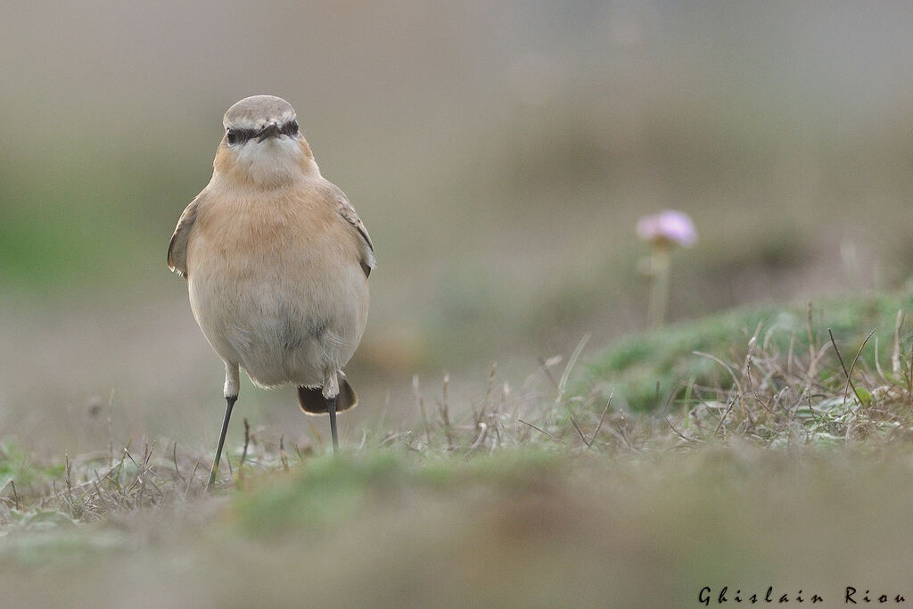 Isabelline WheatearFirst year