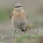 Isabelline Wheatear