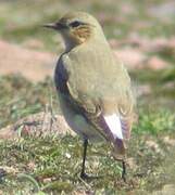 Northern Wheatear