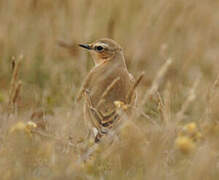 Northern Wheatear